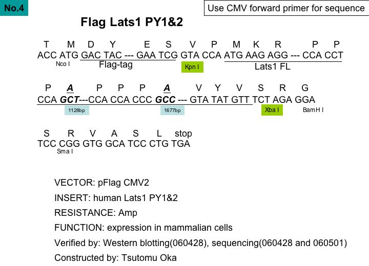 p2xFlag CMV2 Lats1-PY1+2 mutant质粒图谱
